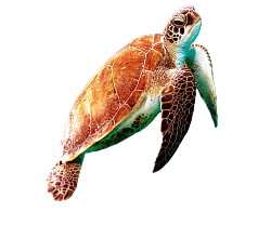 category